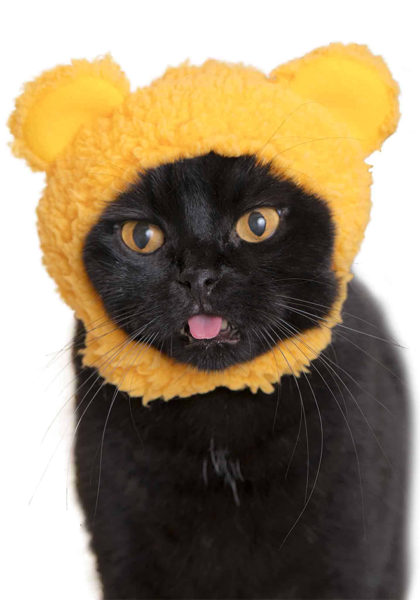 Cat Cap Blind box (Bear)