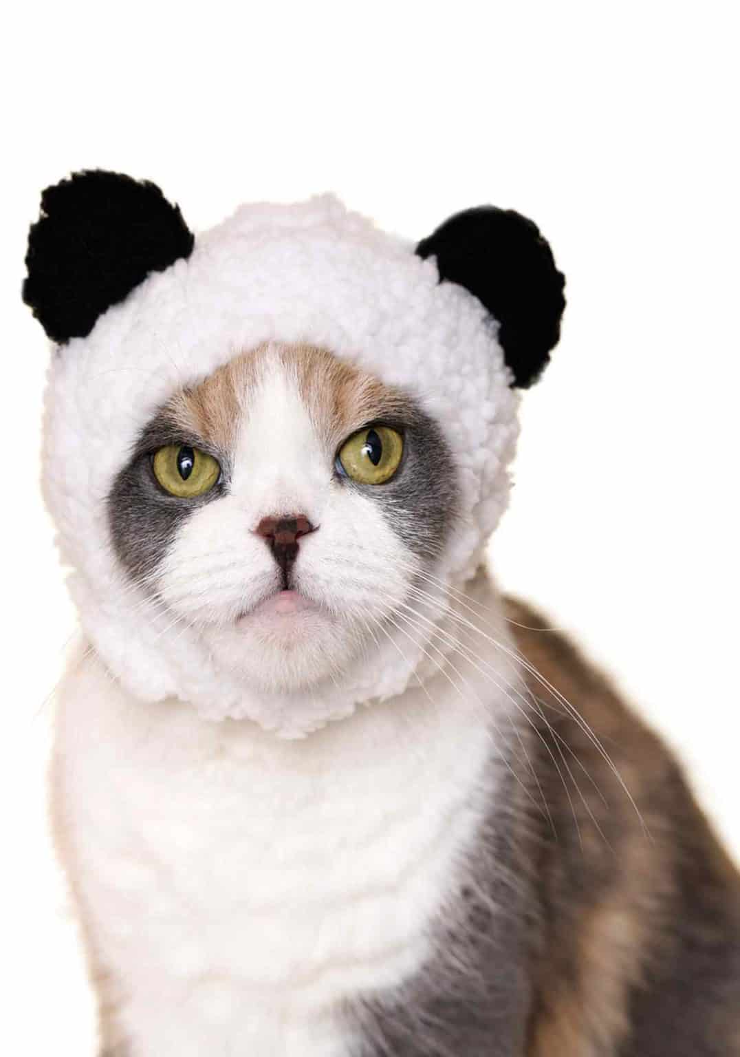 Cat Cap Blind box (Bear)
