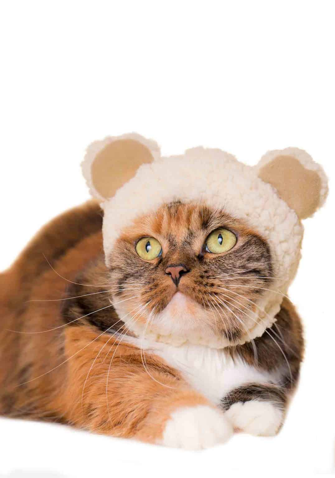 Cat Cap Blind box (Bear)