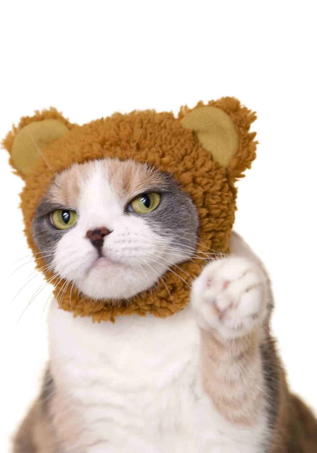 Cat Cap Blind box (Bear)