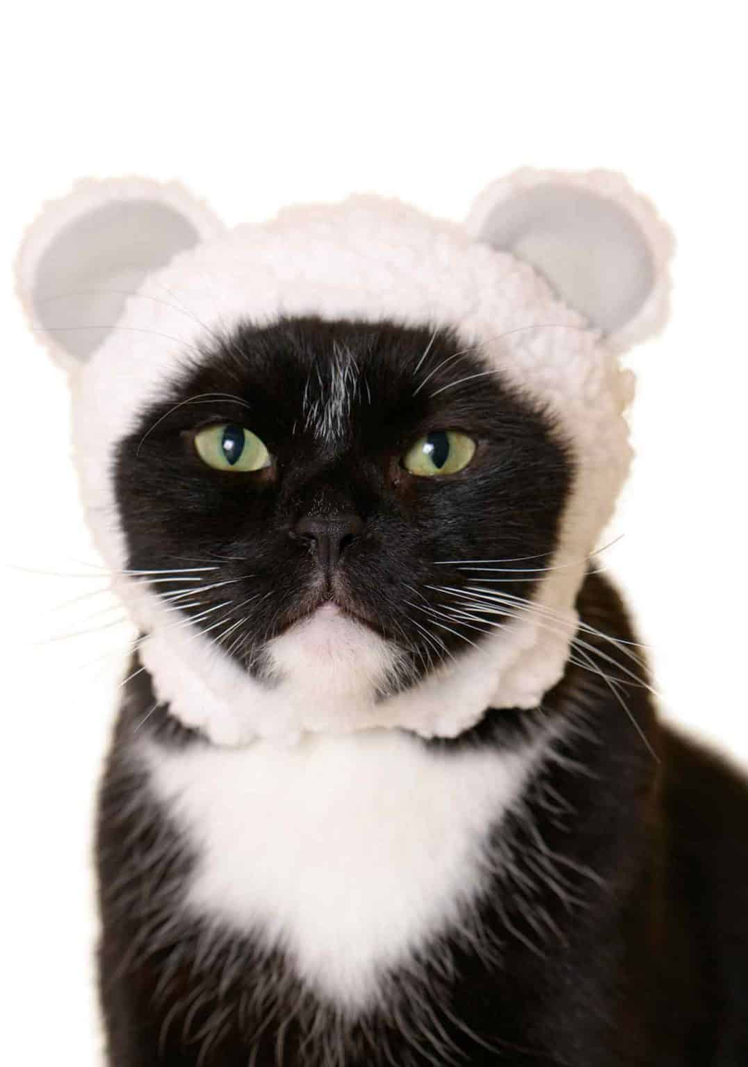 Cat Cap Blind box (Bear)
