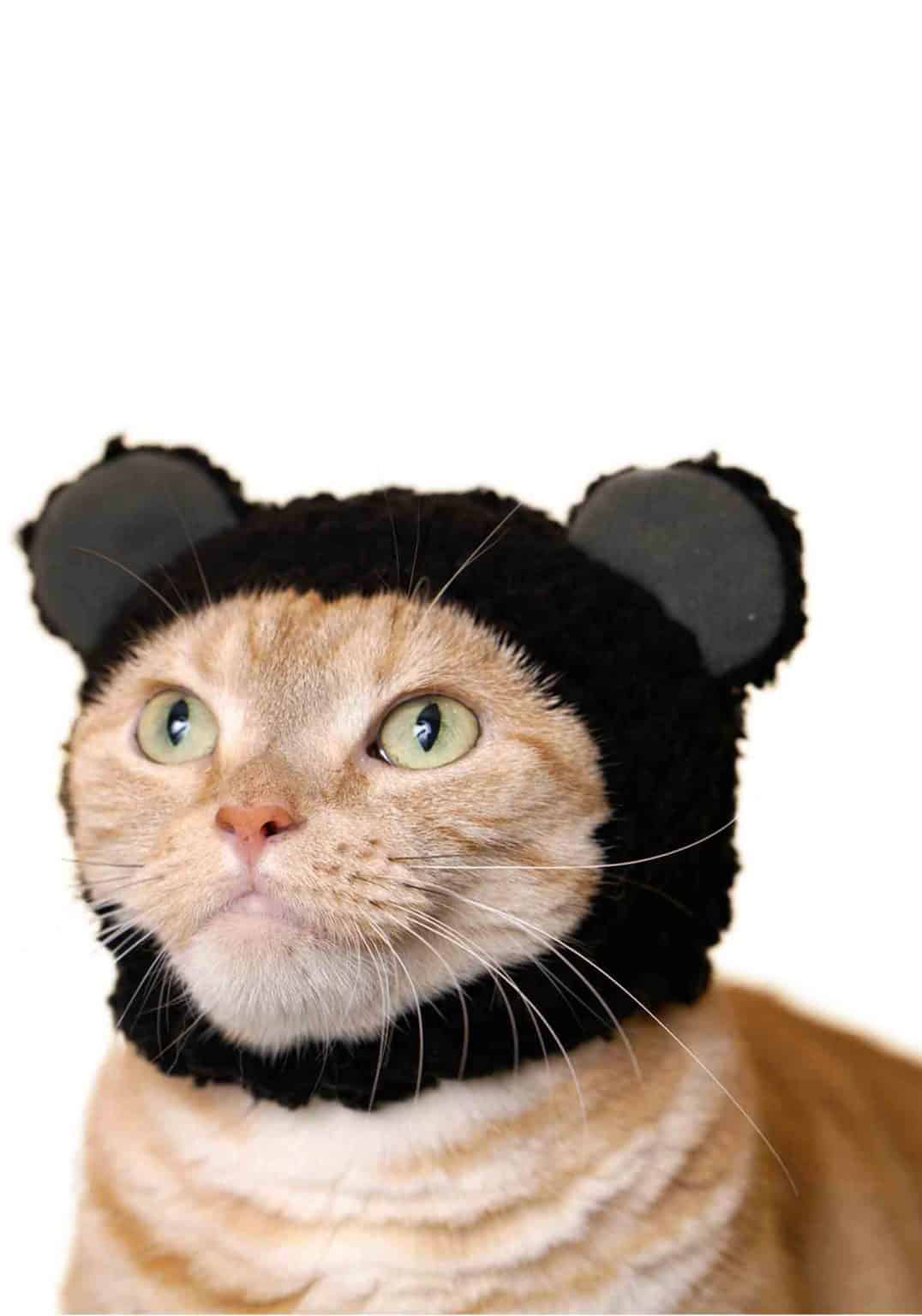 Cat Cap Blind box (Bear)