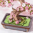 Sakura Bonsai